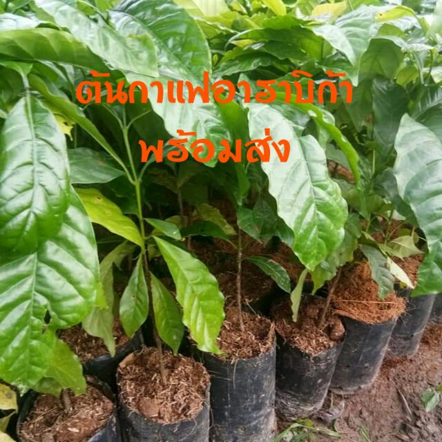 ต้นกาแฟอาราบิก้า พร้อมส่งค่ะ
