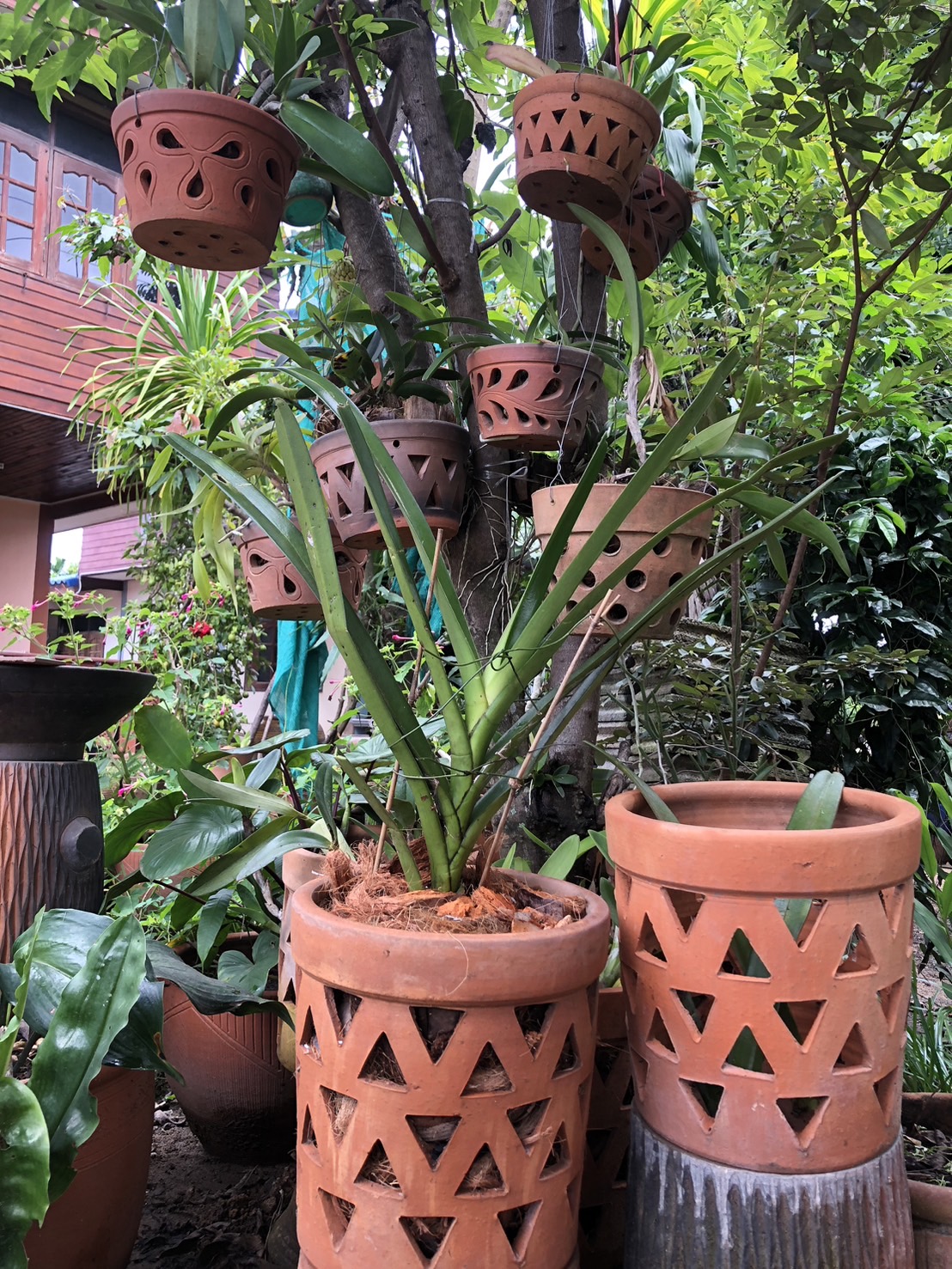 กระถางปลูกกล้วยไม้