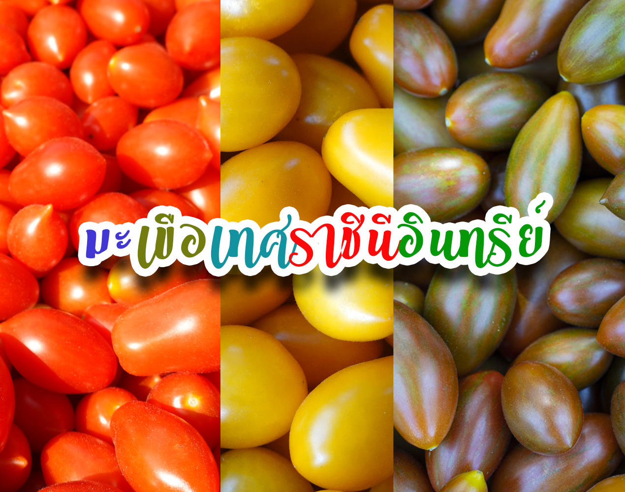 **จัดโปรวาเลนไทน์ กล่องใหญ่ 6กก. มะเขือเทศราชินีอินทรีย์100%หลากสี