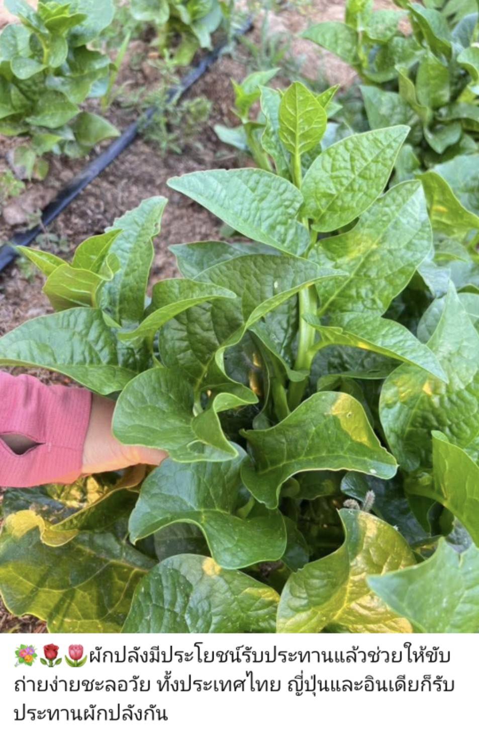 ผักปัง 500 กรัม ผักปังออแกนิค