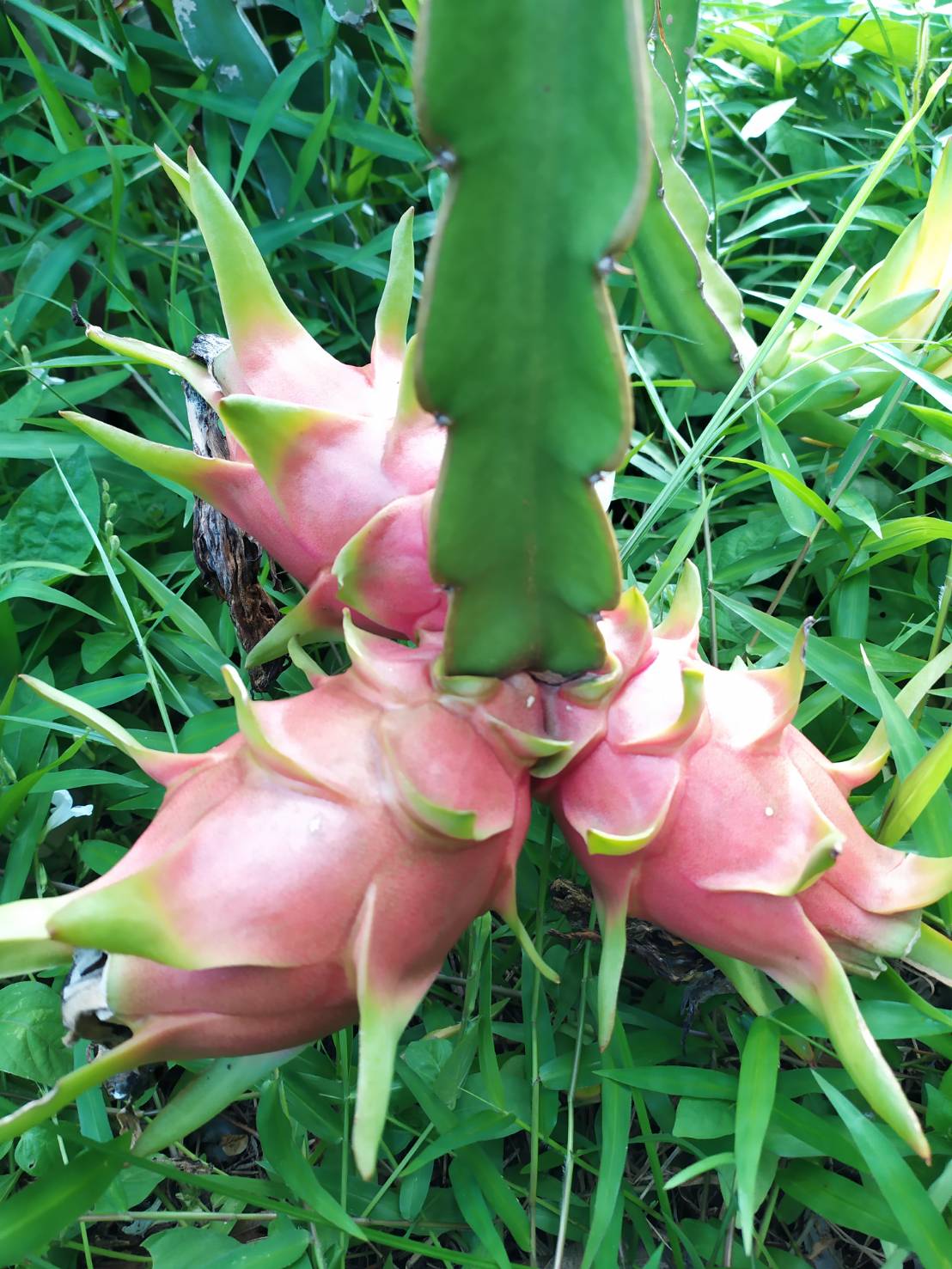 แก้วมังกรอินทรีย์ 2 กก.