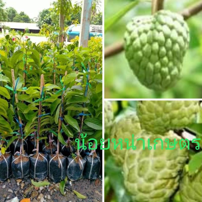 🍃ต้นน้อยหน้าเกษตร พันธุ์ลูกใหญ่ ต้นขนาด60-70 c.mพร้อมปลูกค่ะ