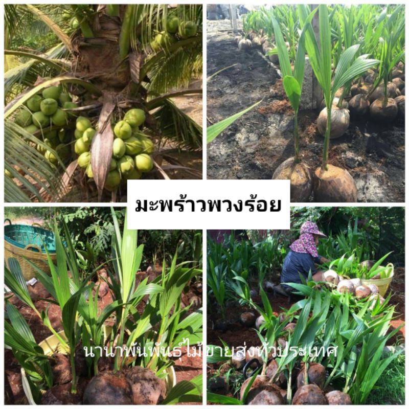 🌴🌴#ต้นมะพร้าวพวงร้อย 💢ส่งฟรี ต้นพร้อมปลูก