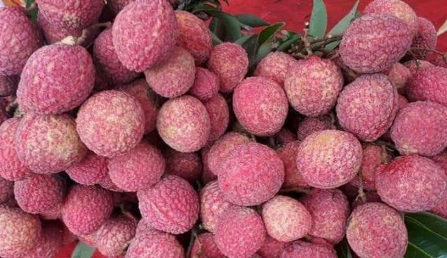 ต้นลิ้นจี่จักรพรรดิ์ขนาดต้น 60-80 ชม.