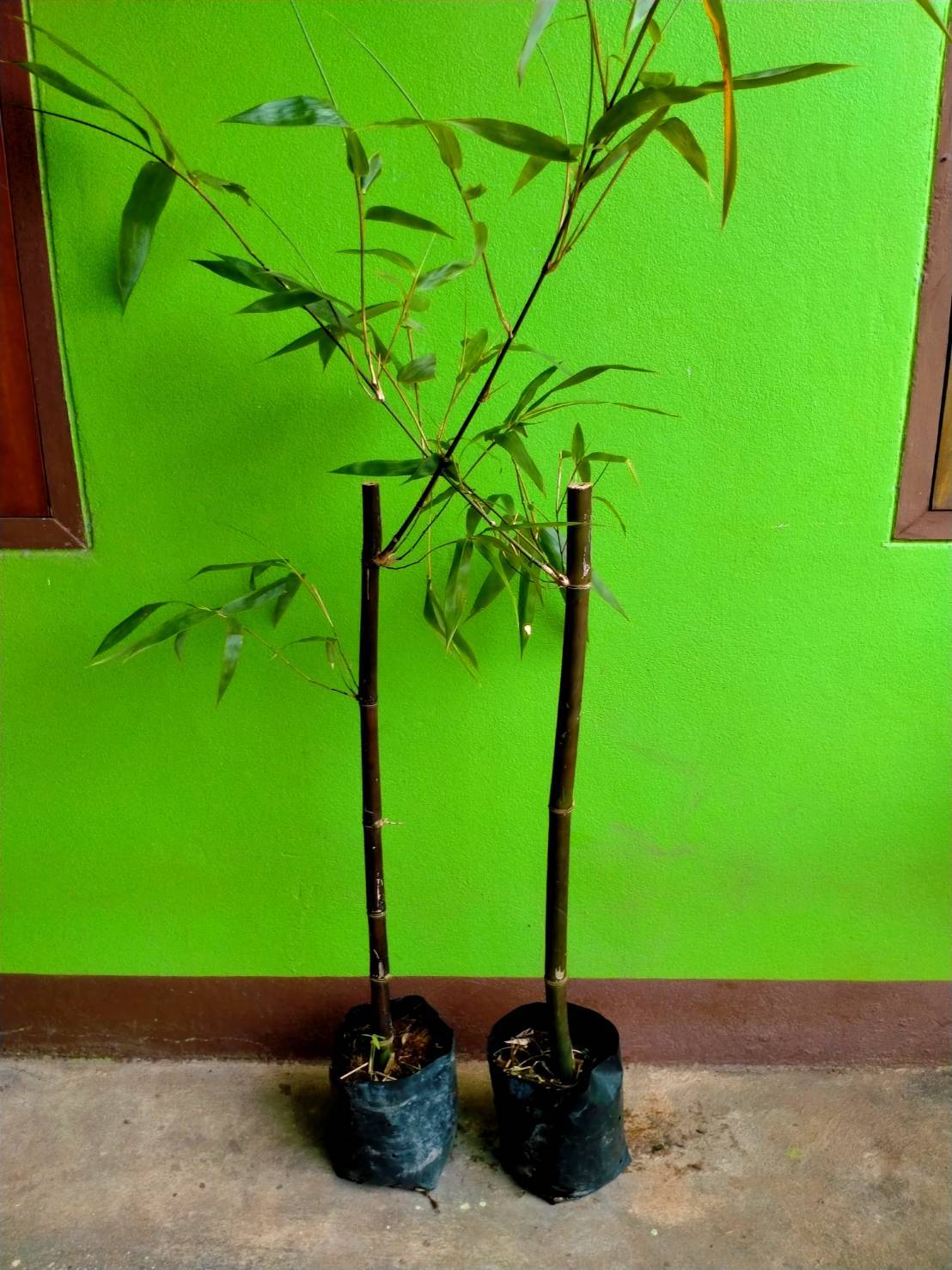 🌚ไผ่ดำญี่ปุ่น ไผ่ที่เหมาะสำหรับตกแต่งรั้วบ้าน สวน ร้านอาหาร อาคารสถานที่ต่าง ๆ