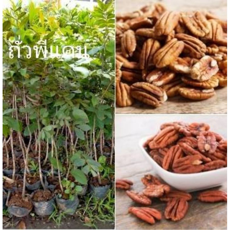 🌰#ถั่วพีแคน(Pecan nut) ต้นตอน พร้อมส่งเลยจ้า