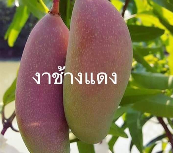 ต้นมะม่วงงาช้างแดง