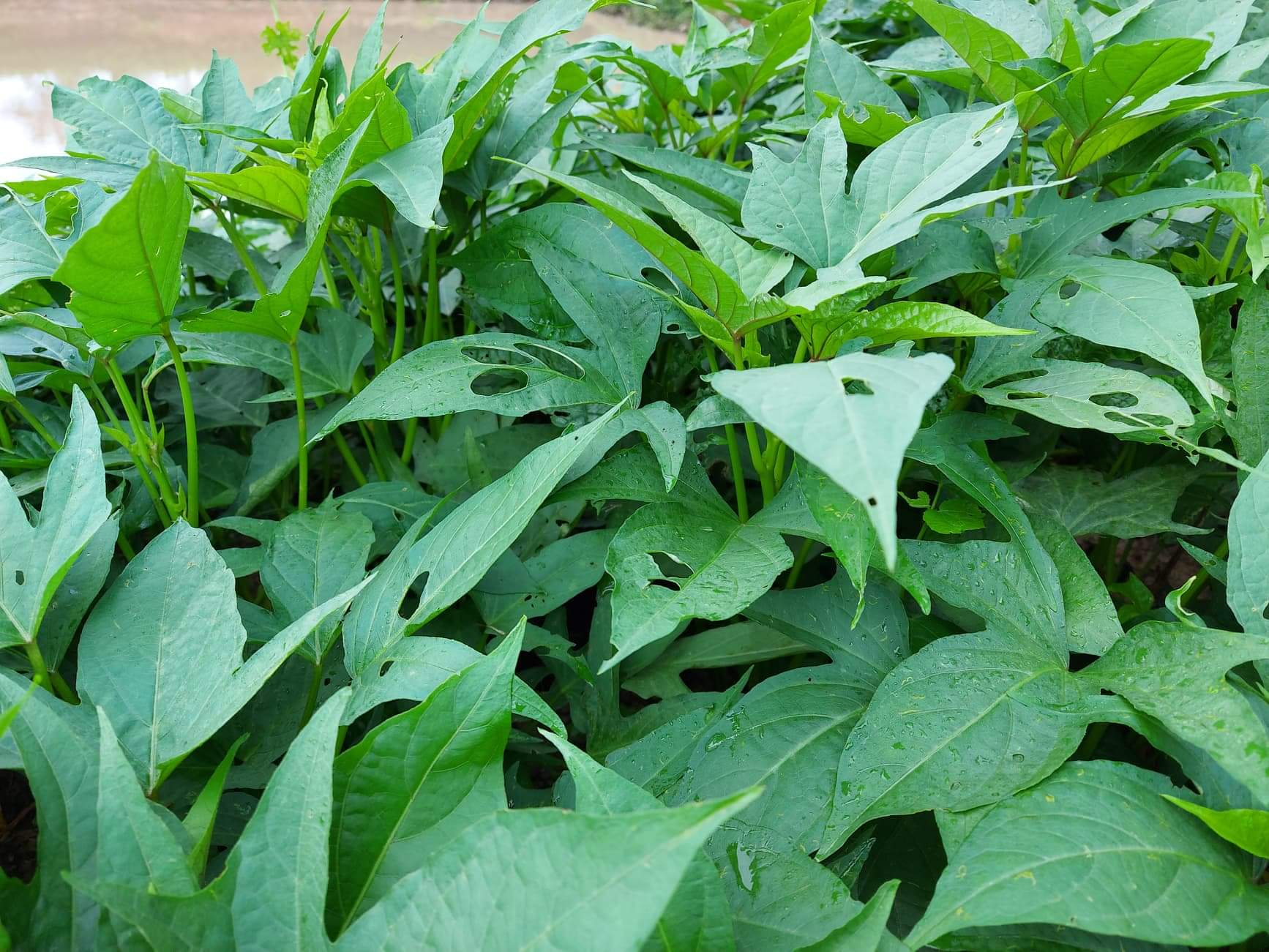 แจกยอดพันธุ์มังกรหยก