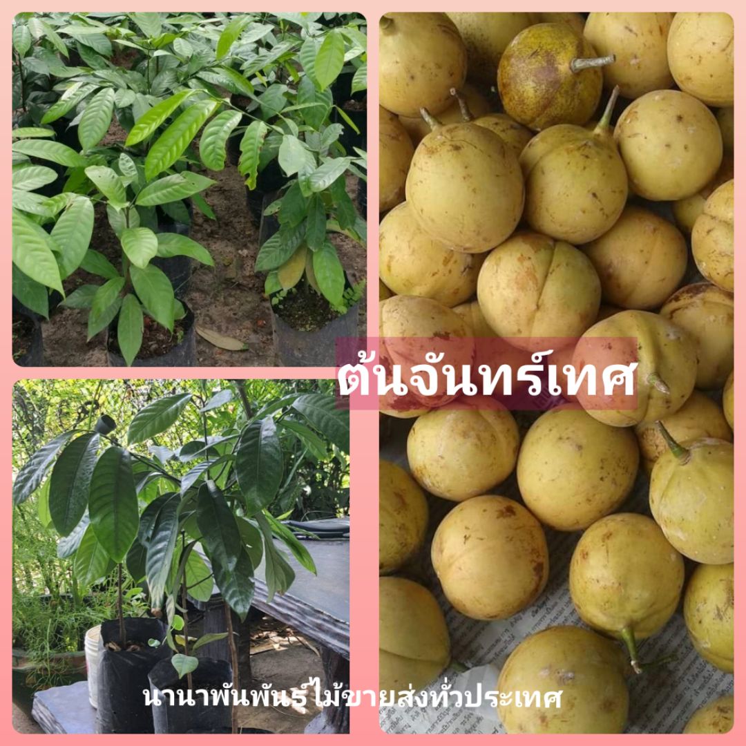 #ต้นจันทร์เทศ ไม้หอม เครื่องเทศ ราคาแพง ต้นพร้อมปลูกจ้า