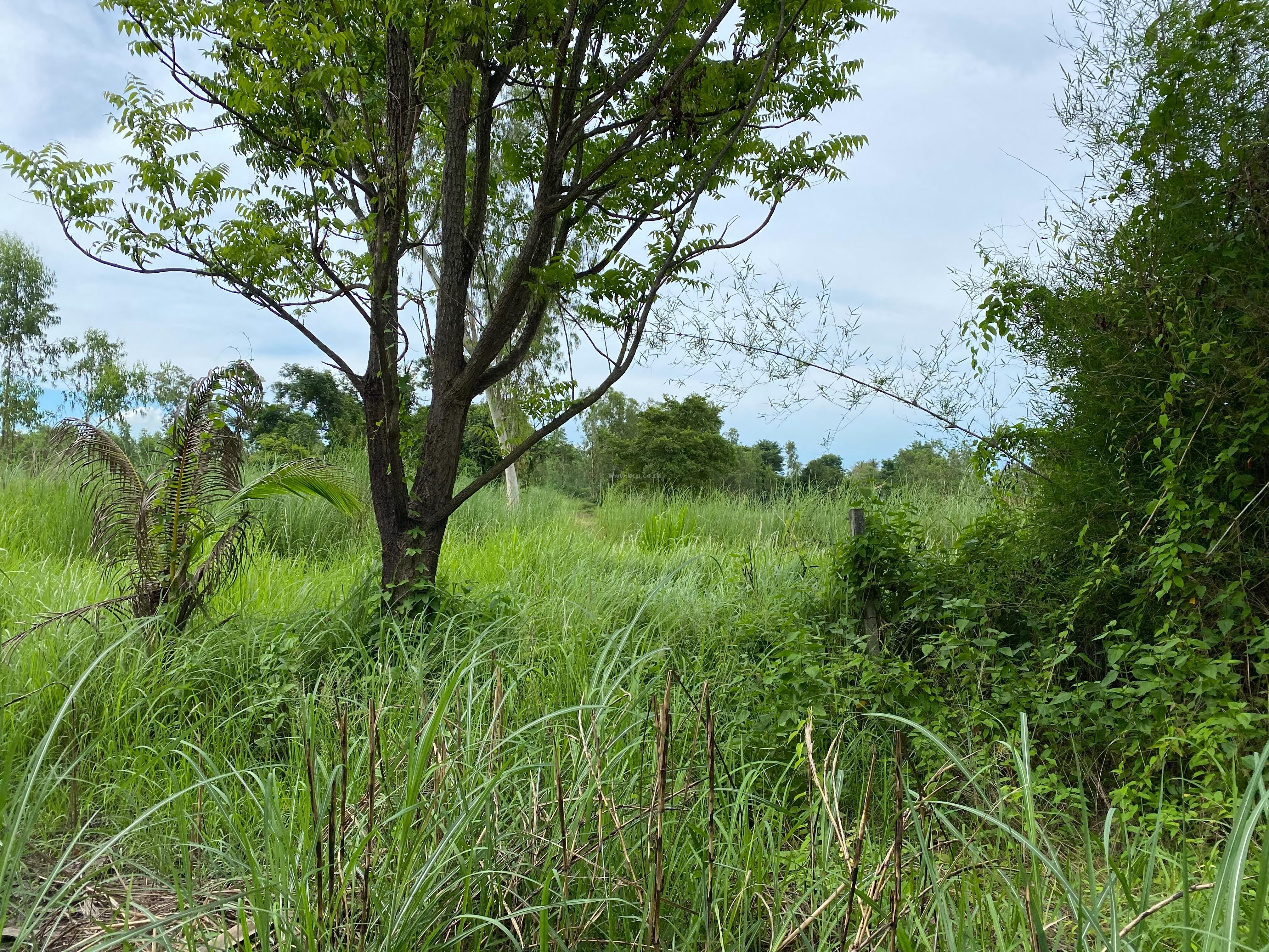 ขายที่ดินเปล่า ถ.สายห้วยคู ซ. 6 ต.ตะเคียนเตี้ย อ.บางละมุง จ.ชลบุรี