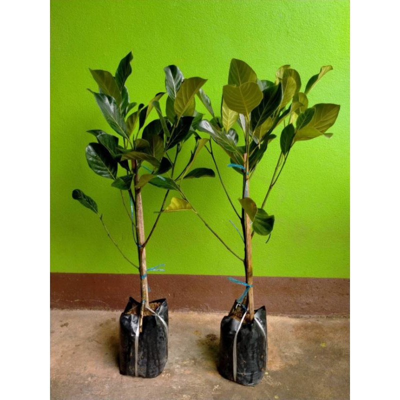 💢#ต้นขนุนทองส้ม ขนุนเนื้อส้มพันธุ์หายากมาแล้วจ้า