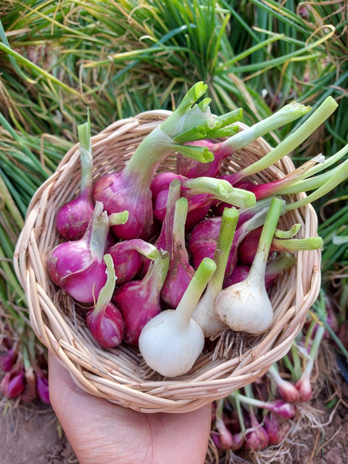 กล่องสุ่มผักอินทรีย์ ชุดเล็ก (ฟรีค่าจัดส่ง)