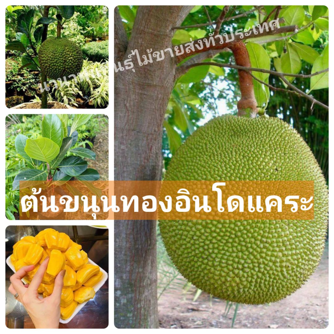 ต้นขนุนทองอินโดแคระ ต้นทาบกิ่ง