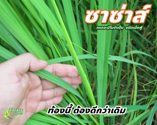 ซาซ่าส์ อะมิโนเข้มข้น ชนิดเม็ดฟู่