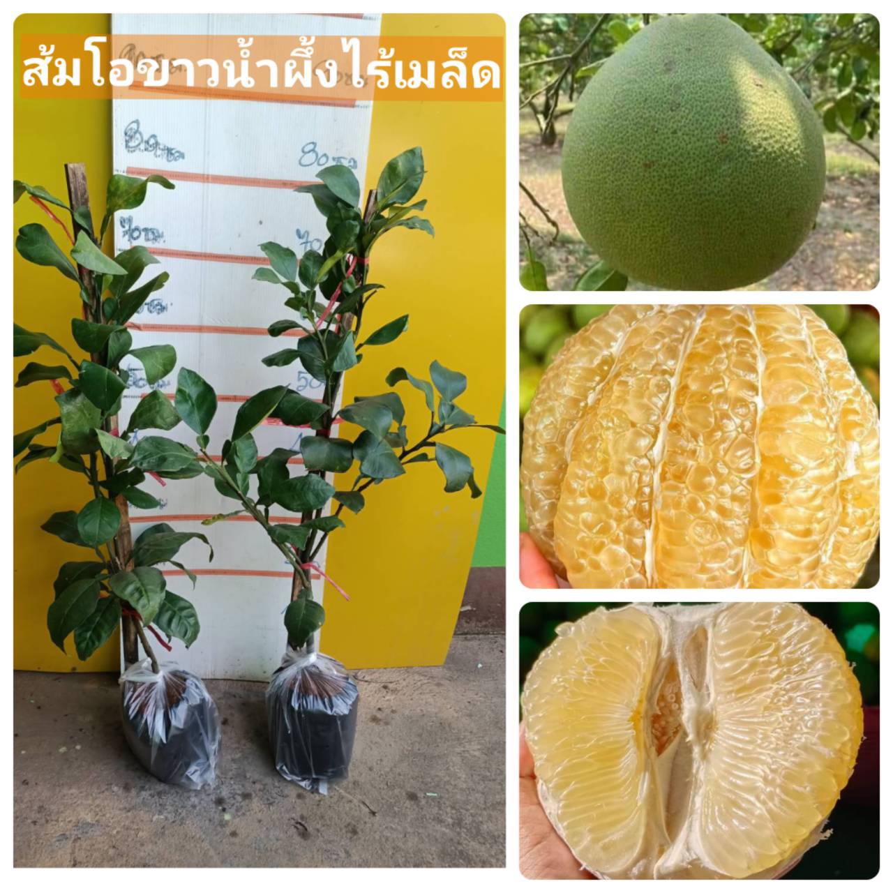 ต้นส้มโอขาวน้ำผึ้งไร้เมล็ด ตอนกิ่งขนาด 70 cm