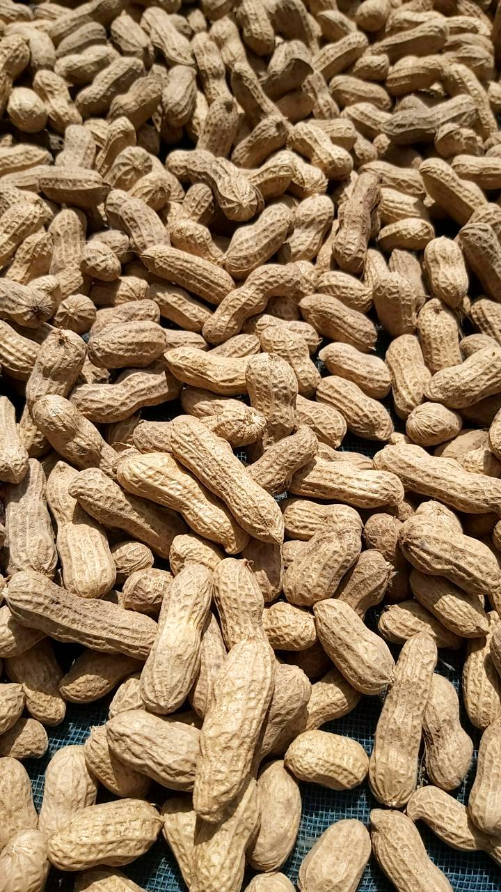 ถั่วสิสงแห้งอินทรีย์ ถั่วลิสงแห้งออแกนิค 500 กรัม