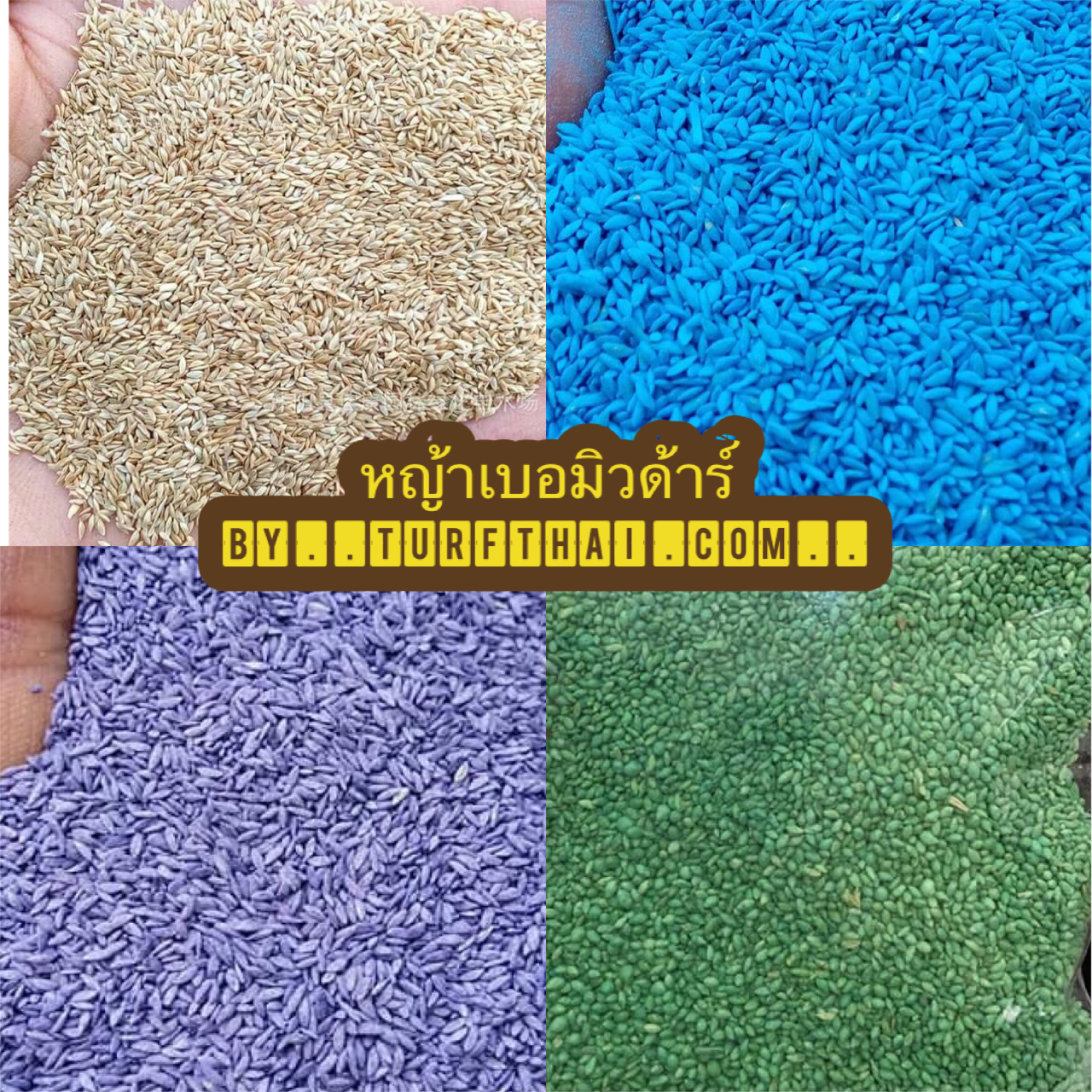 (1กก.)เมล็ดหญ้าเบอร์มิวด้า+น้ำยาแช่เมล็ด