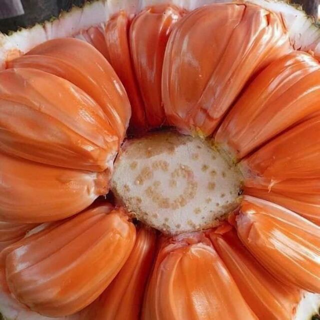 💢ต้นขนุนแดงสุริยา ขนุนเนื้อแดงต้นทาบพร้อมส่ง จ้า