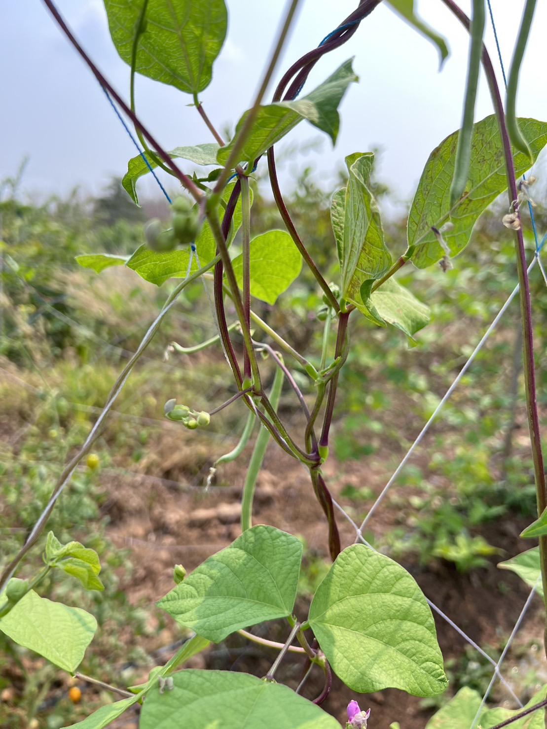 ถั่วแขก 500 กรัม