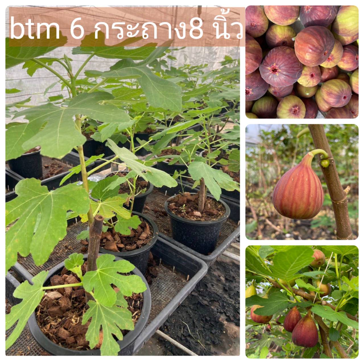 ต้นมะเดื่อฝรั่งbtm 6 ญี่ปุ่น กระถาง 8 นิ้วพร้อมส่ง