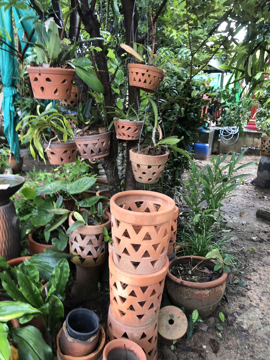 กระถางปลูกกล้วยไม้