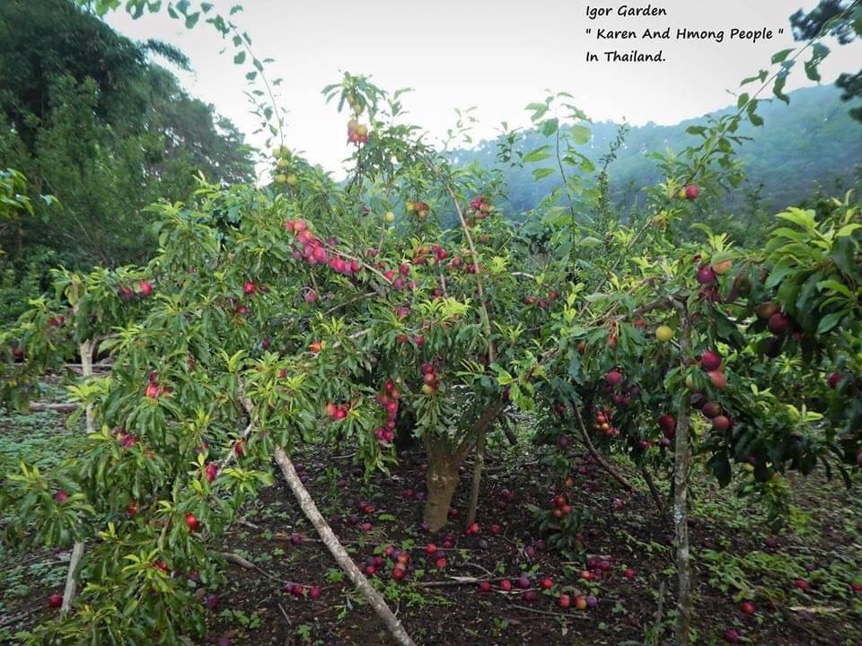 ลูกไหนหรือพลัมแดง🍅🪴พันธุ์แดงอินเดียผลใหญ่ ( Red India Plum ) "