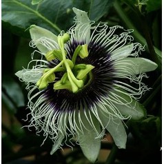 ต้นเสาวรสอาวาย พันธุ์เหลืองหวานหอมอร่อย ขอบอก