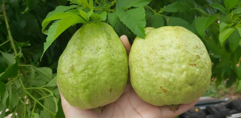 ฝรั่งออแกนิค 1 กก.