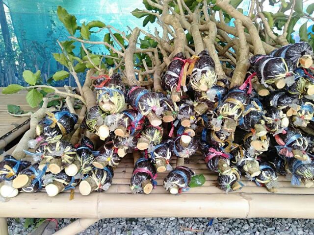 กิ่งตอนผักหวานป่า ผักหวานป่า รากแน่นๆพร้อมส่ง