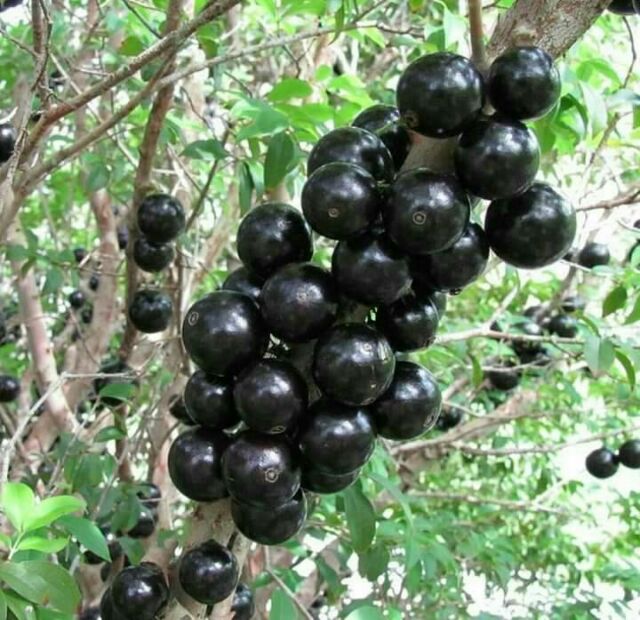 ต้นองุ่นบราซิล ขนาด 20 ชมราคาถูกๆค่ะ