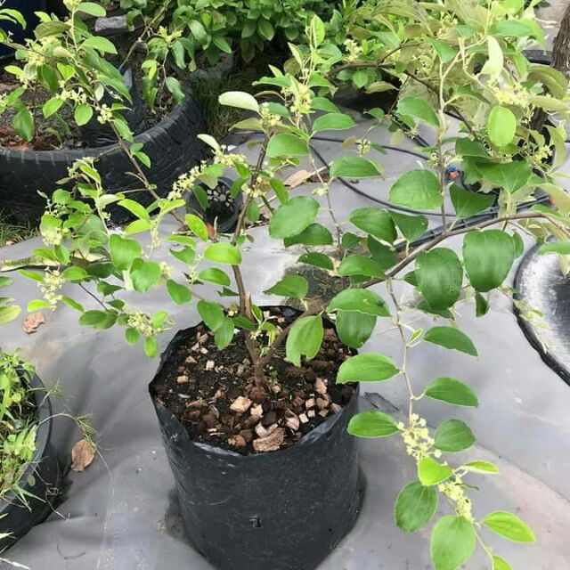 ต้นพุทราจัมโบ้ (ขั้นต่ำ 3 ถุง)