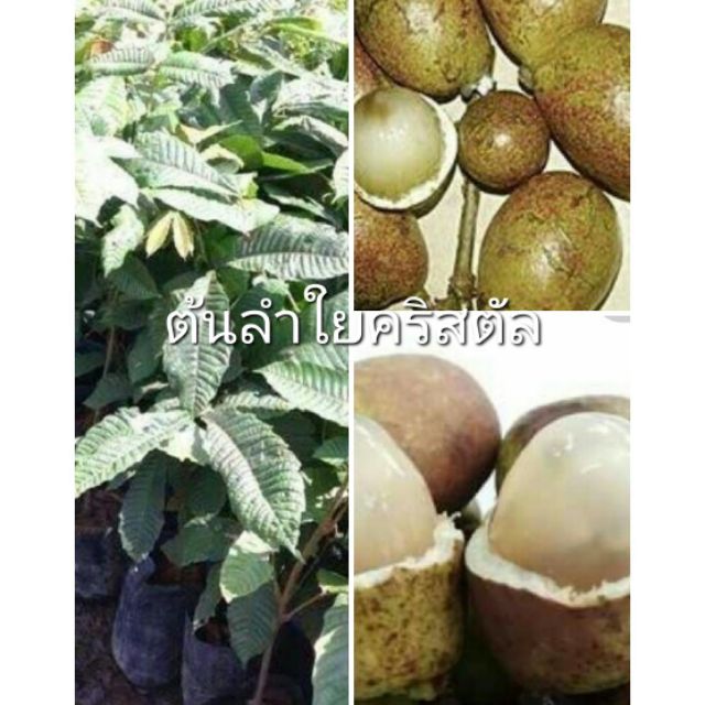 ต้นลำใยคริสตัน มาตัวหรือกาซัน