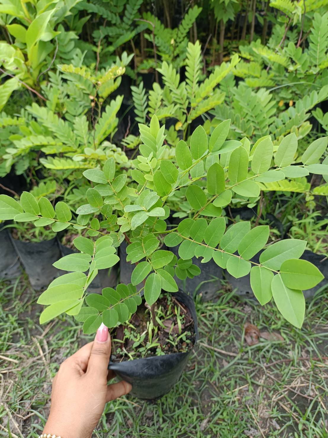 📌📌 ต้นคูนแดง📌📌 คูนแดง ลำต้นโตสวยมากคะ “คูนแดง” มีถิ่นกำเนิดจาก ประเทศออสเตรเลีย