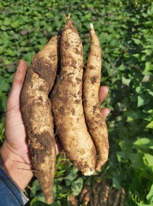 มันหวานญี่ปุ่น ไร้สารพิษ คุริโคกาเนะ(ขาวผักกาด) 5 กก.ส่งฟรี