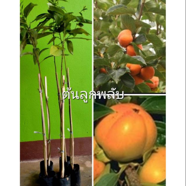 ต้นลูกพลับ ต้นเพาะเมล็ดขนาดไม่เกิน70ซม.ต้นสวยๆพร้อมจัดส่งจ้า