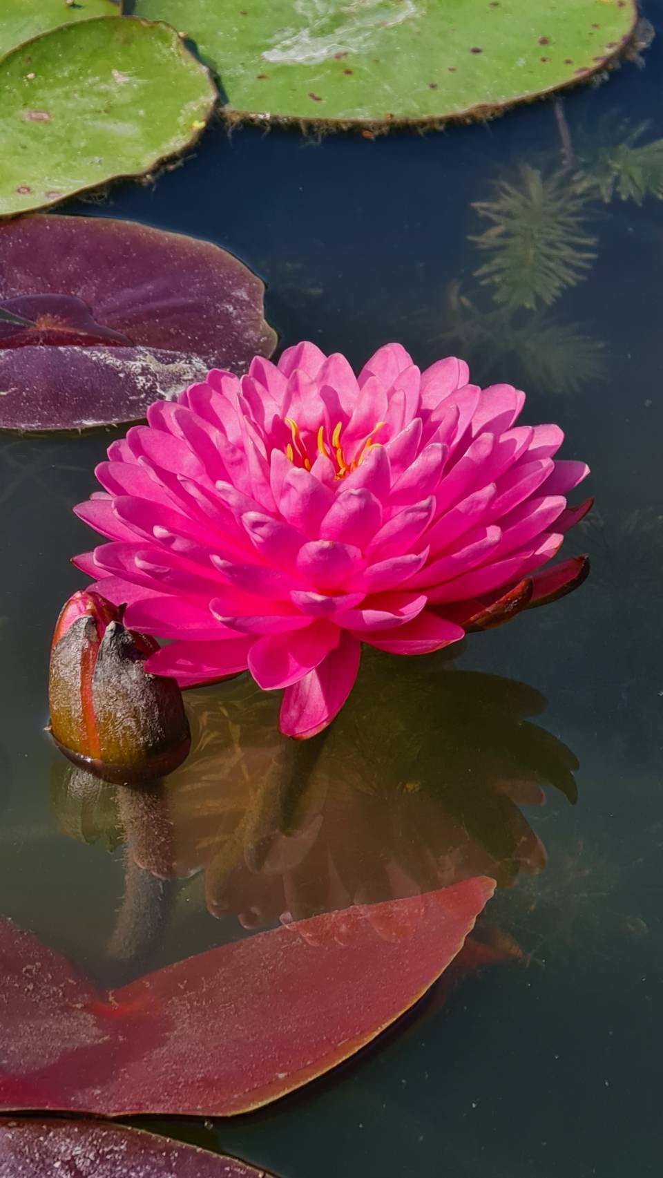 บัว มาลิกาญจน์ Malikarn บัวฝรั่งดอกช้อนสวยงาม