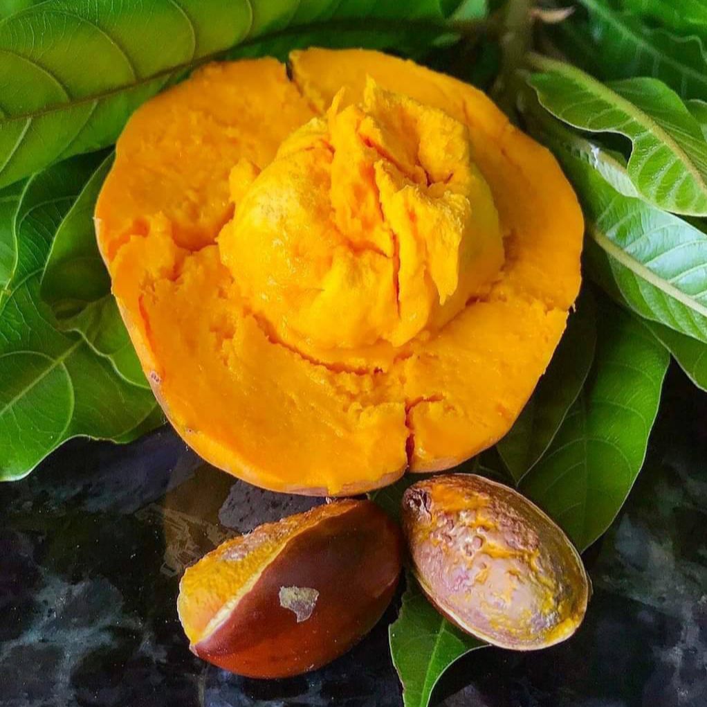 #ต้นเซียนท้อซาลาเปา ผลกลมน่ารับประทาน ต้นสวยพร้อมส่ง