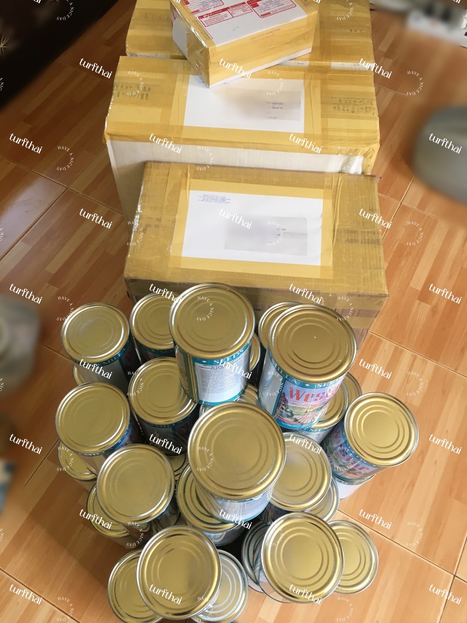 (500กรัม)เมล็ดหญ้านวลน้อยนำเข้า (Hybrid Zoysia)จากฟาร์มชั้นนำพร้อมคู่มือการปลูก+น้ำยาแช่เมล็ด