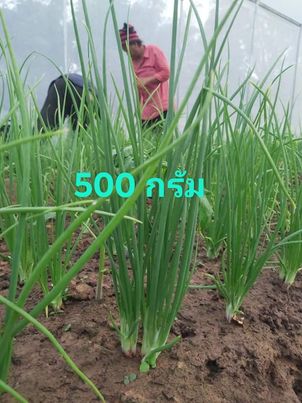 ต้นหอม สด500 กรัม