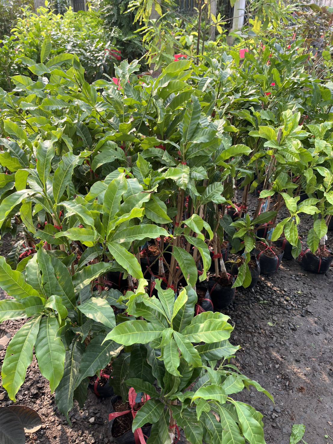 ต้นอะบิวตงมี่ใต้หวันทาบกิ่งขนาด 70-80 cm