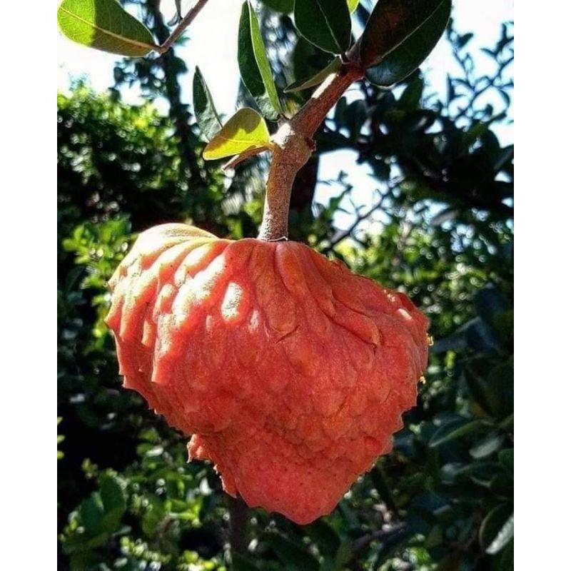 💥#น้อนหน่าส้ม #น้อยหน่ากาบาหรือGlabra pon apple