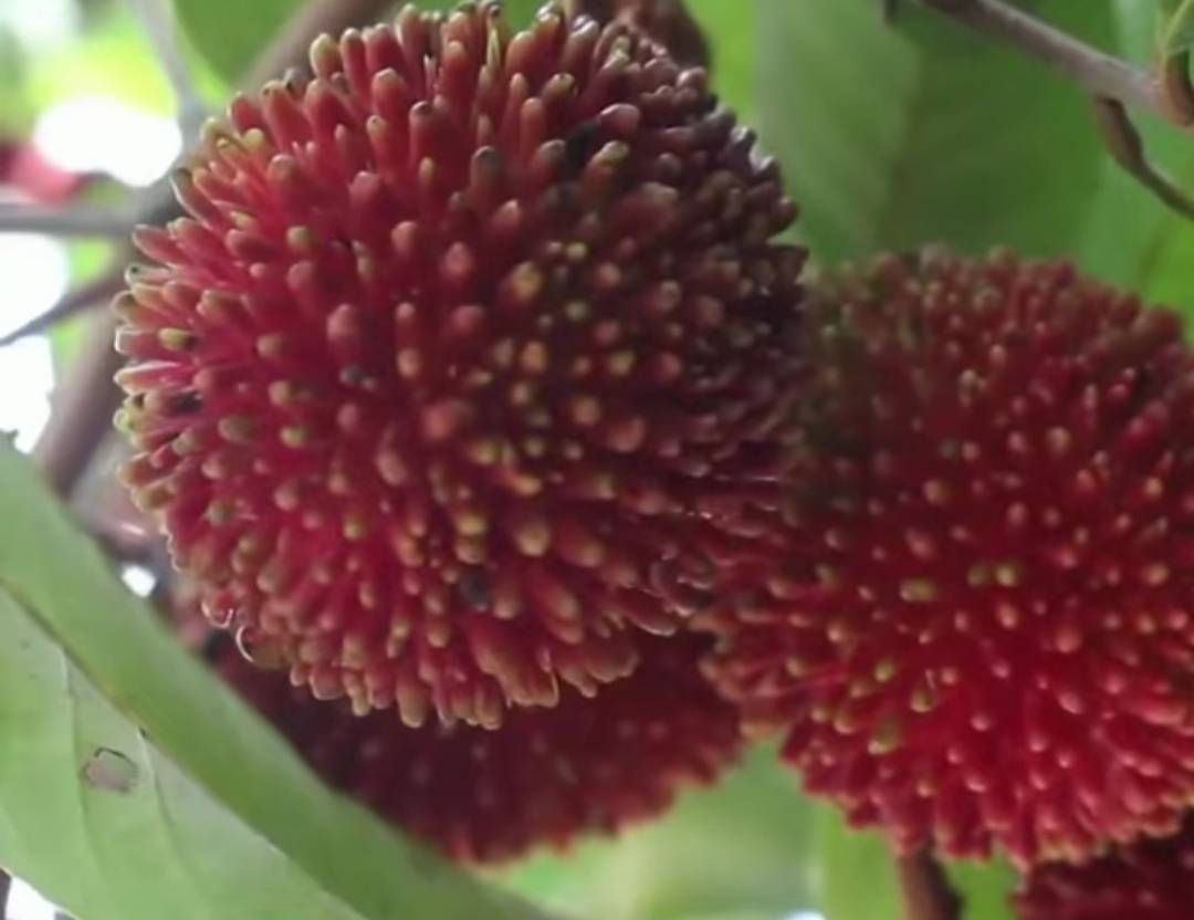 ต้นเงาะลิ้นจี่ ไม้แปลกสามารถปลูกในไทยให้ผลแล้ว