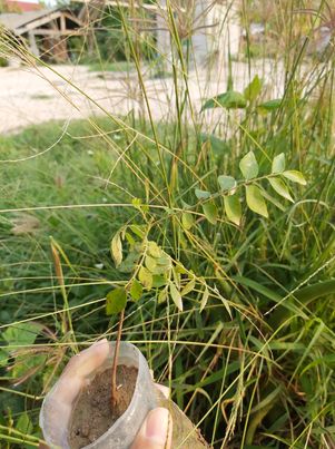 ต้นกล้า เคอรี่ลิฟ 3 แถม 1 จ้า