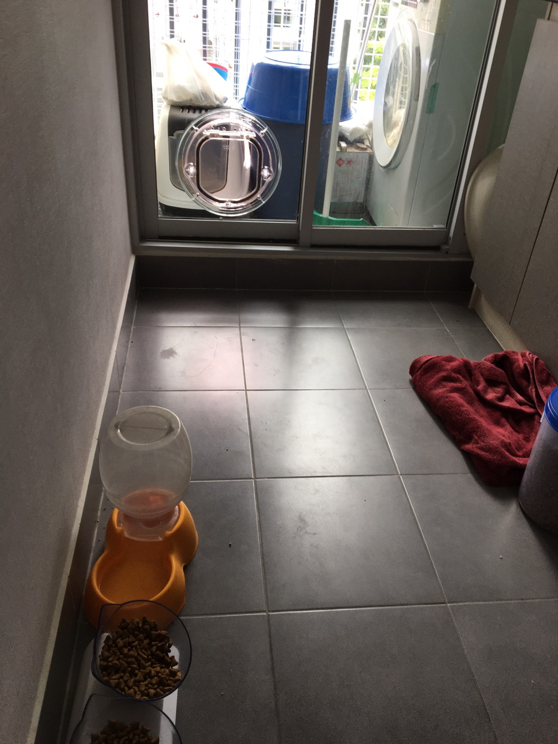 ประตูแมวติดกระจก