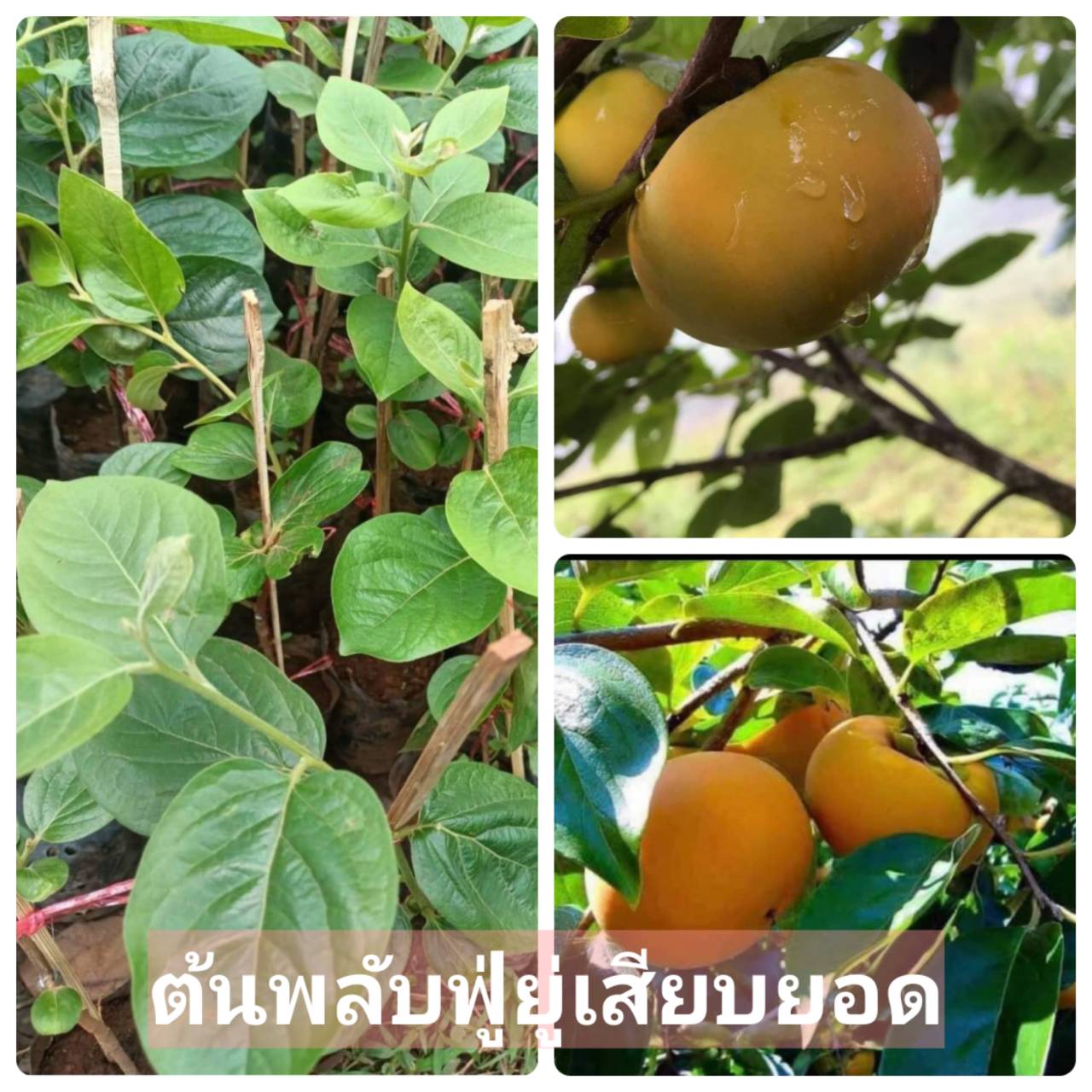 ต้นพลับฟู่ยู่ เสียบยอด