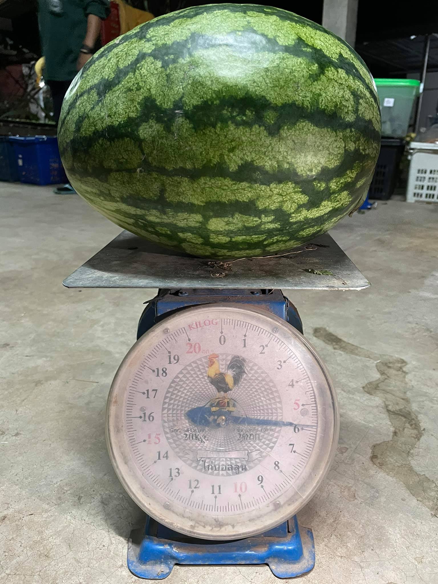 แตงโมอินทรีย์ 100%