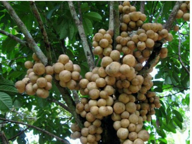 ต้นลองกองตันหยงมัส(แบบเสียบยอด)ต้นขนาด 30-40 ชม.วัดจากปากถุง