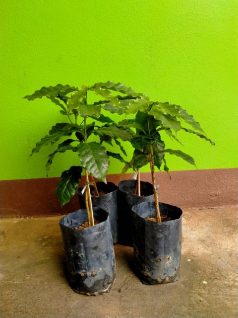 ต้นกาแฟโรบัสต้า ขนาด 40ซม.