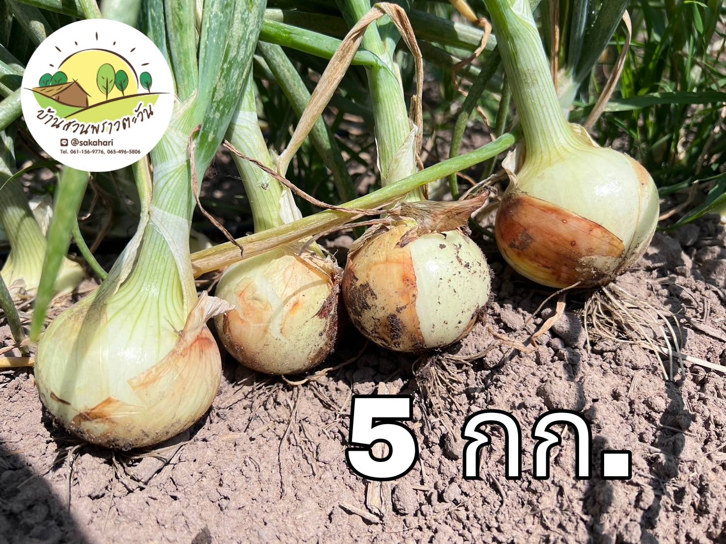 หอมหัวใหญ่อินเดีย อินทรีย์ 100%