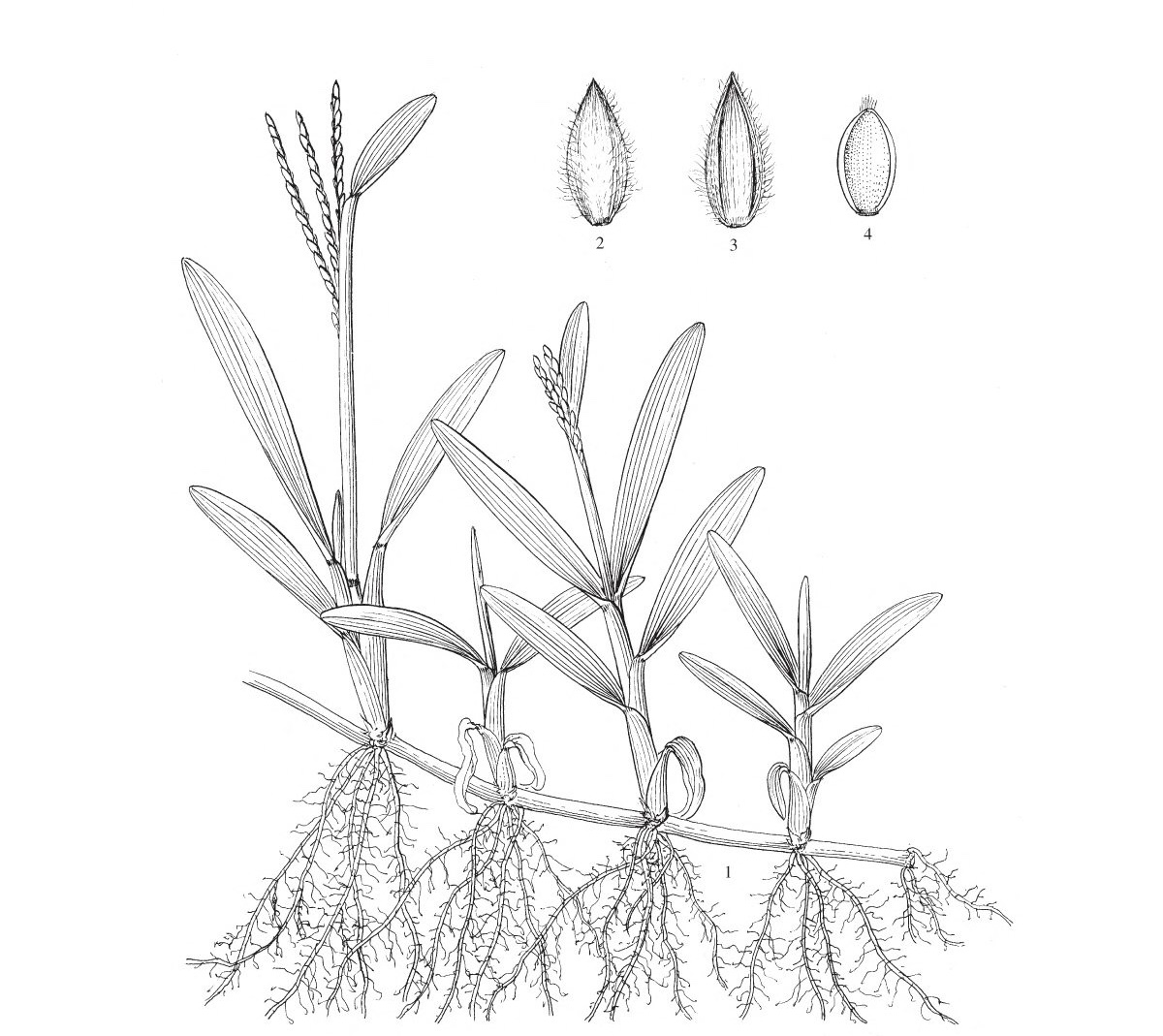 (500กรัม)เมล็ดหญ้ามาเลย์,หญ้าพรมใบอ้วน,หญ้าหลุยเซียน่า-หญ้ามาเลเซีย พร้อมคู่มือและฮอโมนแช่เมล็ด